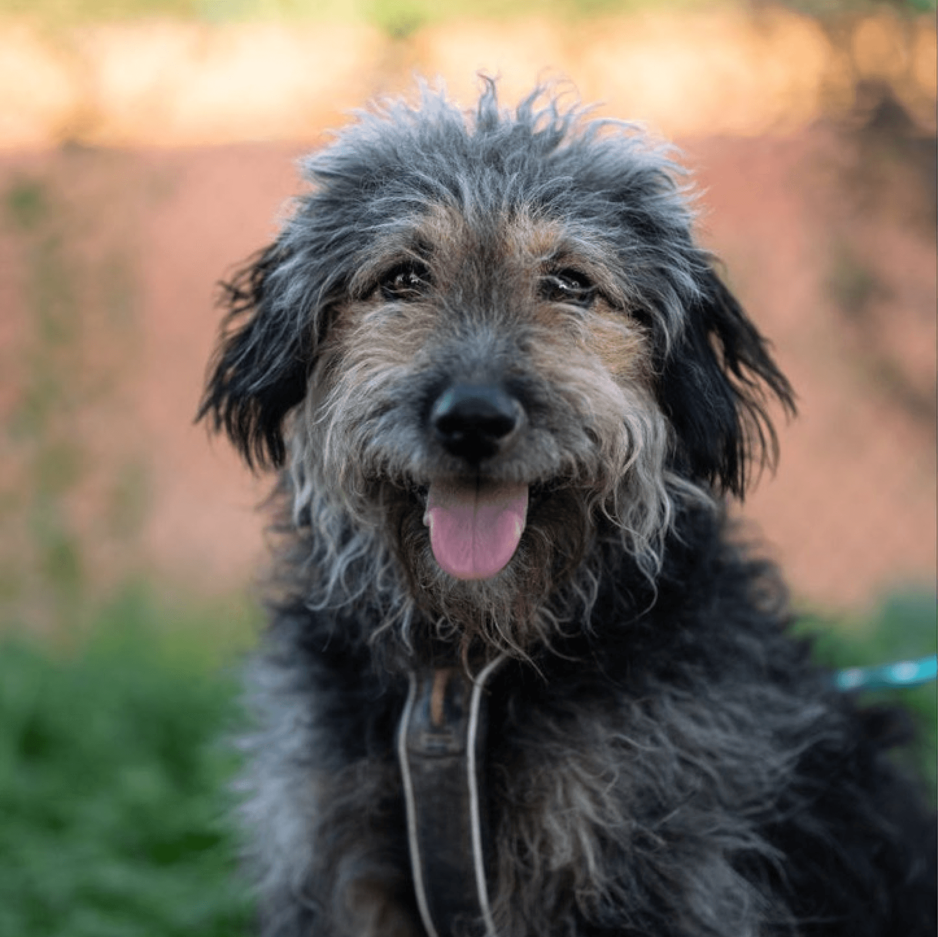 Penny, a scruffy dark-colored dog with a happy expression